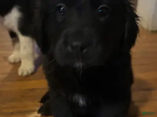 Mixed Breed dogs Mixed Breed Puppy 5 - Ad 36