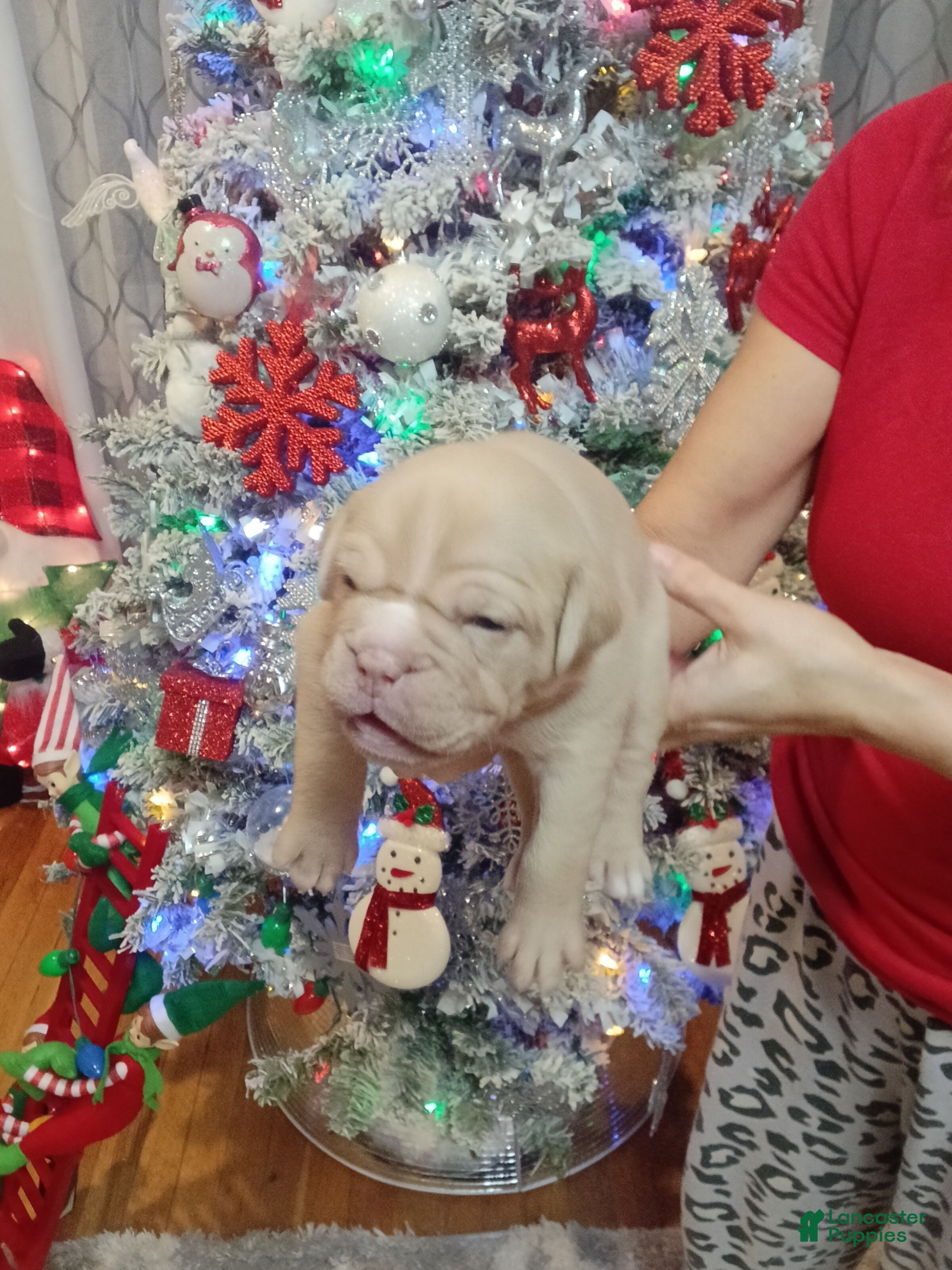 Olde English Bulldogge dogs Olde English Bulldogge Puppy 6 - Ad 13