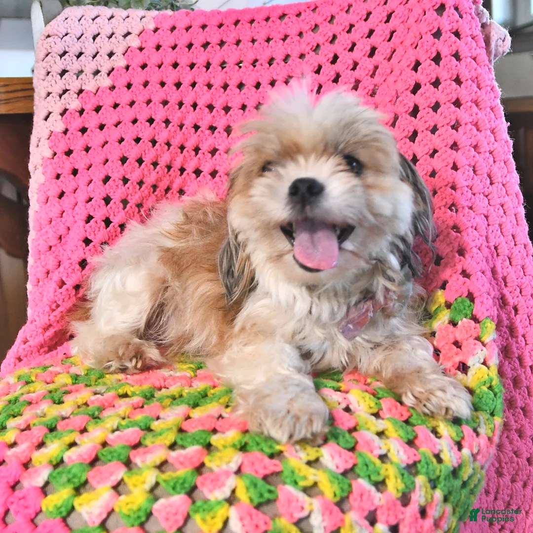 Shorkie dogs for sale: Jade - Ad 4