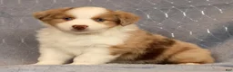 Miniature Australian Shepherd dogs for sale: Fraser - Ad 7