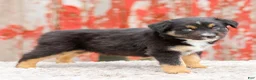 Australian Shepherd dogs for sale: Candace - Ad 5