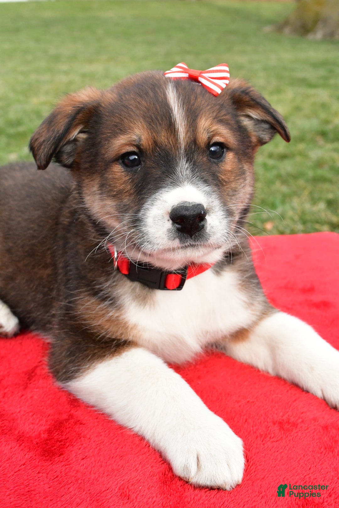 Mixed Breed dogs for sale: Murphy - Ad 2