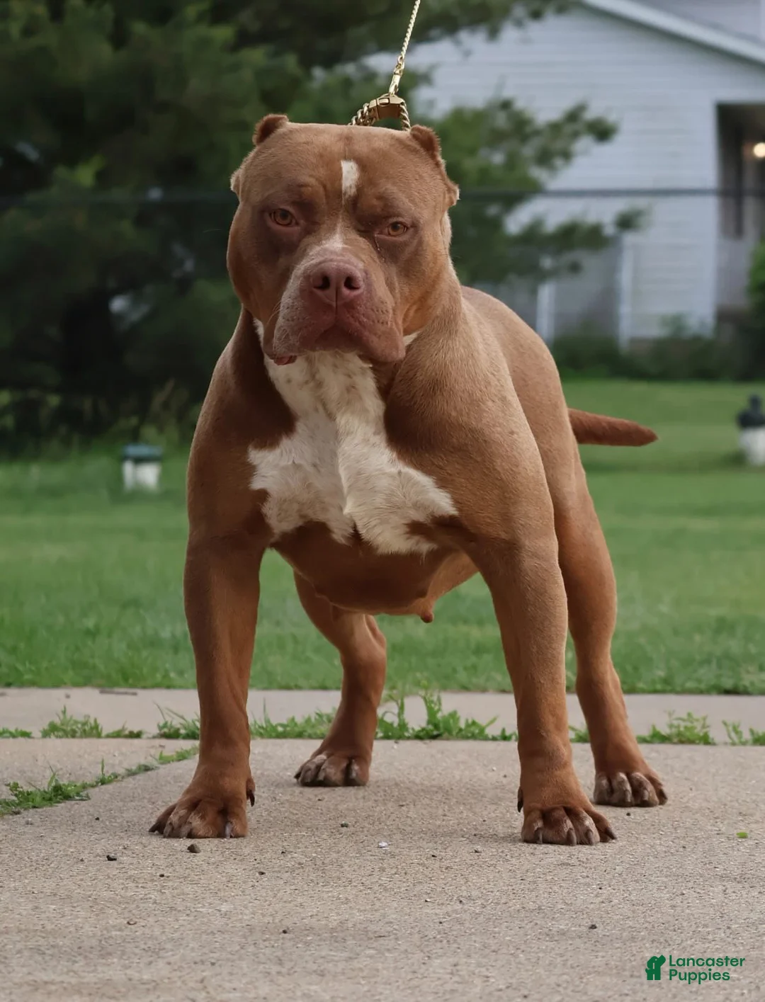 American Bully dogs for sale: Crimson - Ad 2