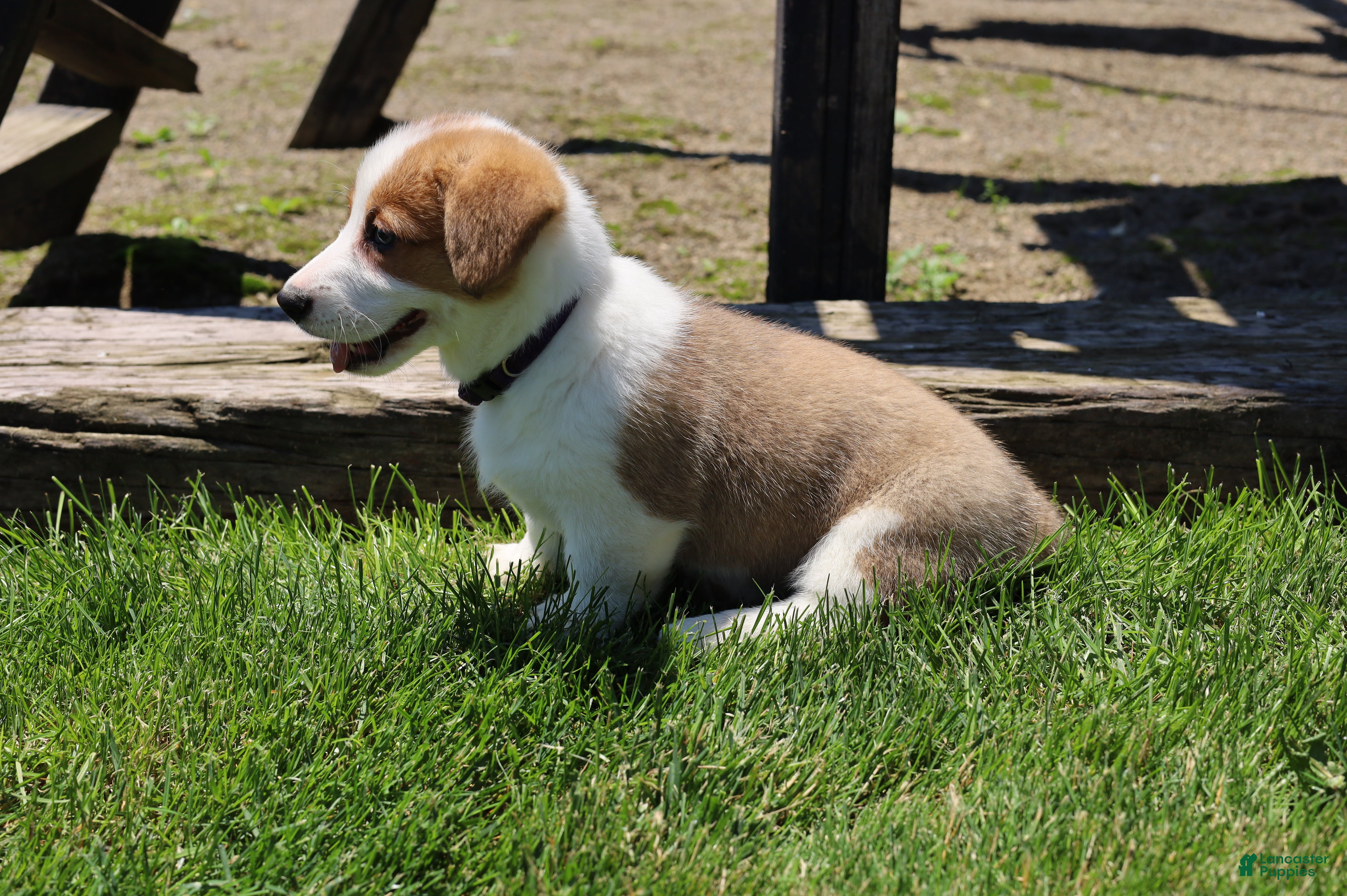 Welsh Corgi Pembroke dogs Willow  - Ad 2