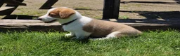 Welsh Corgi Pembroke dogs for sale: Willow  - Ad 2