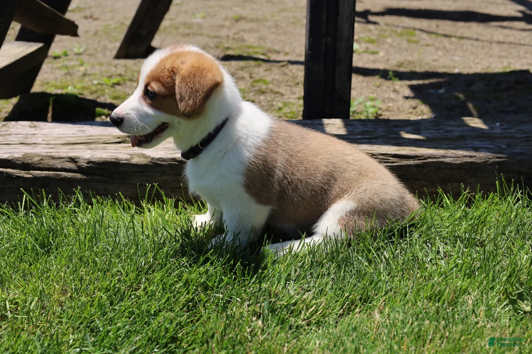 Welsh Corgi Pembroke dogs for sale: Willow  - Ad 2
