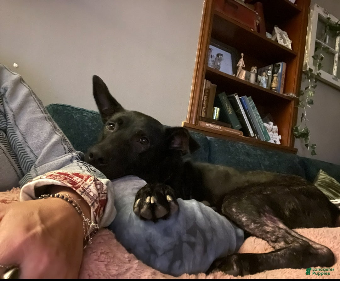 Dutch Shepherd dogs for sale: Dutch Shepherd  - Ad 3