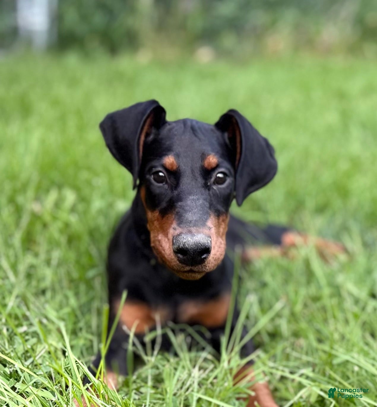 Doberman Pinscher dogs Zara - Ad 30