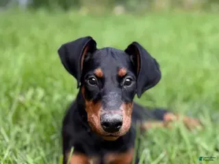 Doberman Pinscher dogs Zara - Ad 30