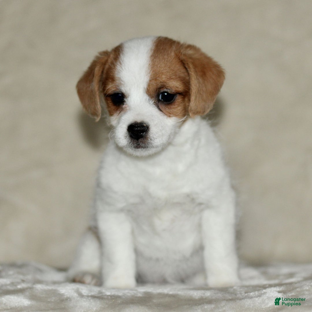 Mixed Breed dogs for sale: Leona  - Ad 1