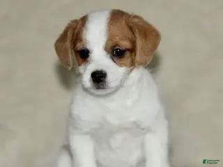 Mixed Breed dogs Leona - Ad 39