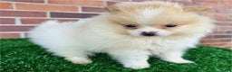 Pomeranian dogs for sale: Pomeranian Puppy 1 - Ad 1