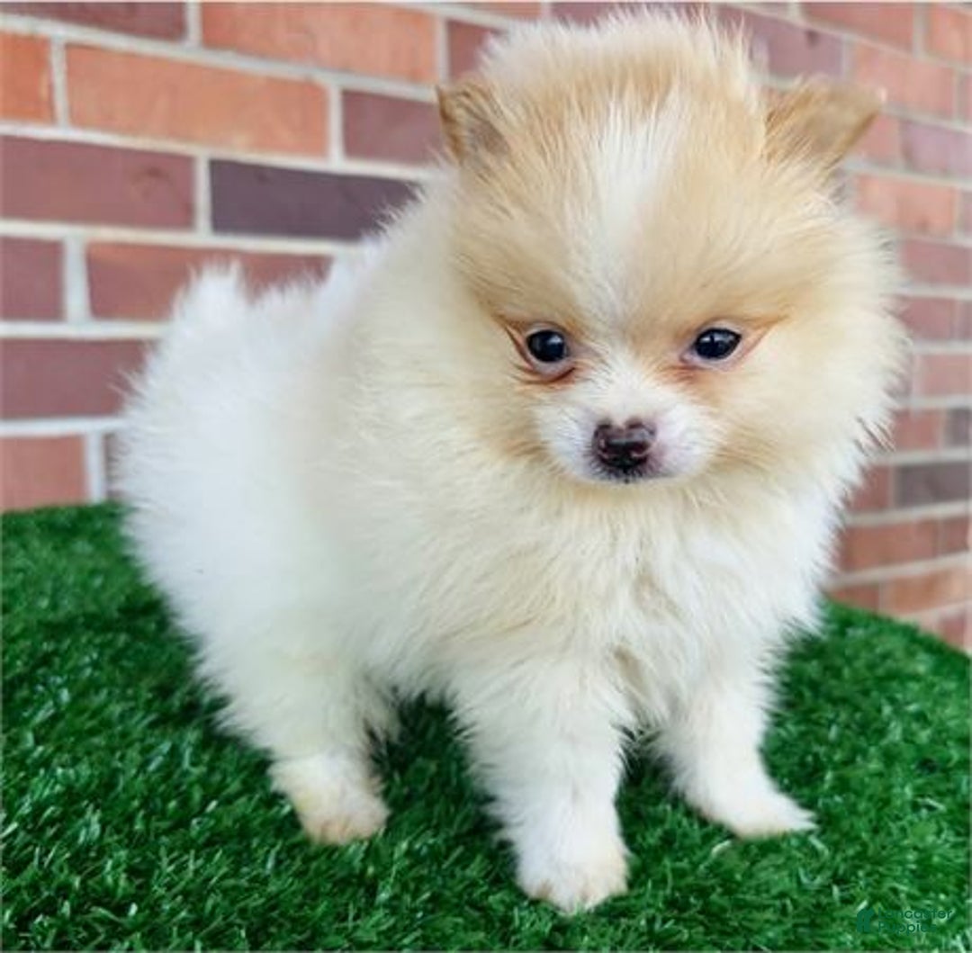 Pomeranian dogs for sale: Pomeranian Puppy 1 - Ad 1