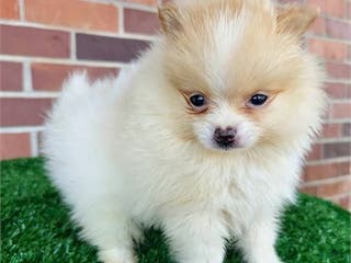 Pomeranian dogs Pomeranian Puppy 1 - Ad 16