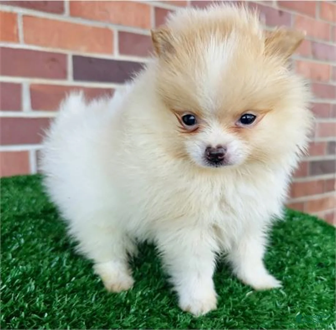 Pomeranian dogs for sale: Pomeranian Puppy 1 - Ad 1