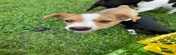 Rat Terrier dogs for sale: Thomas - Ad 13