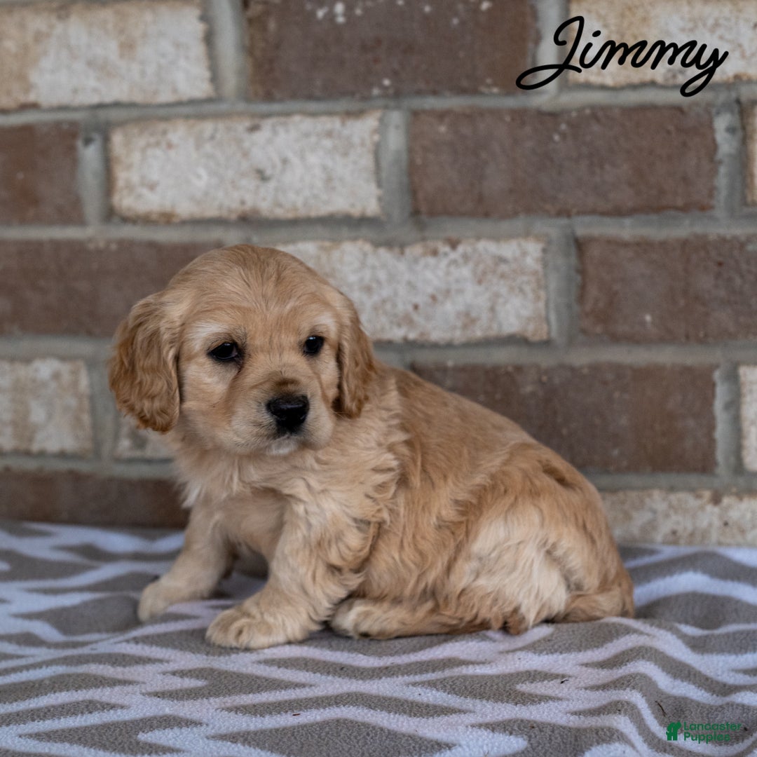 Cocker Spaniel dogs for sale: Jimmy - Ad 3