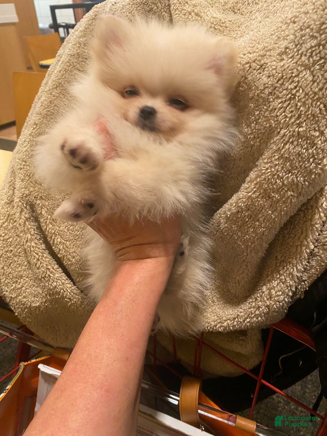Pomeranian dogs for sale: Pomeranian Puppy 1 - Ad 6
