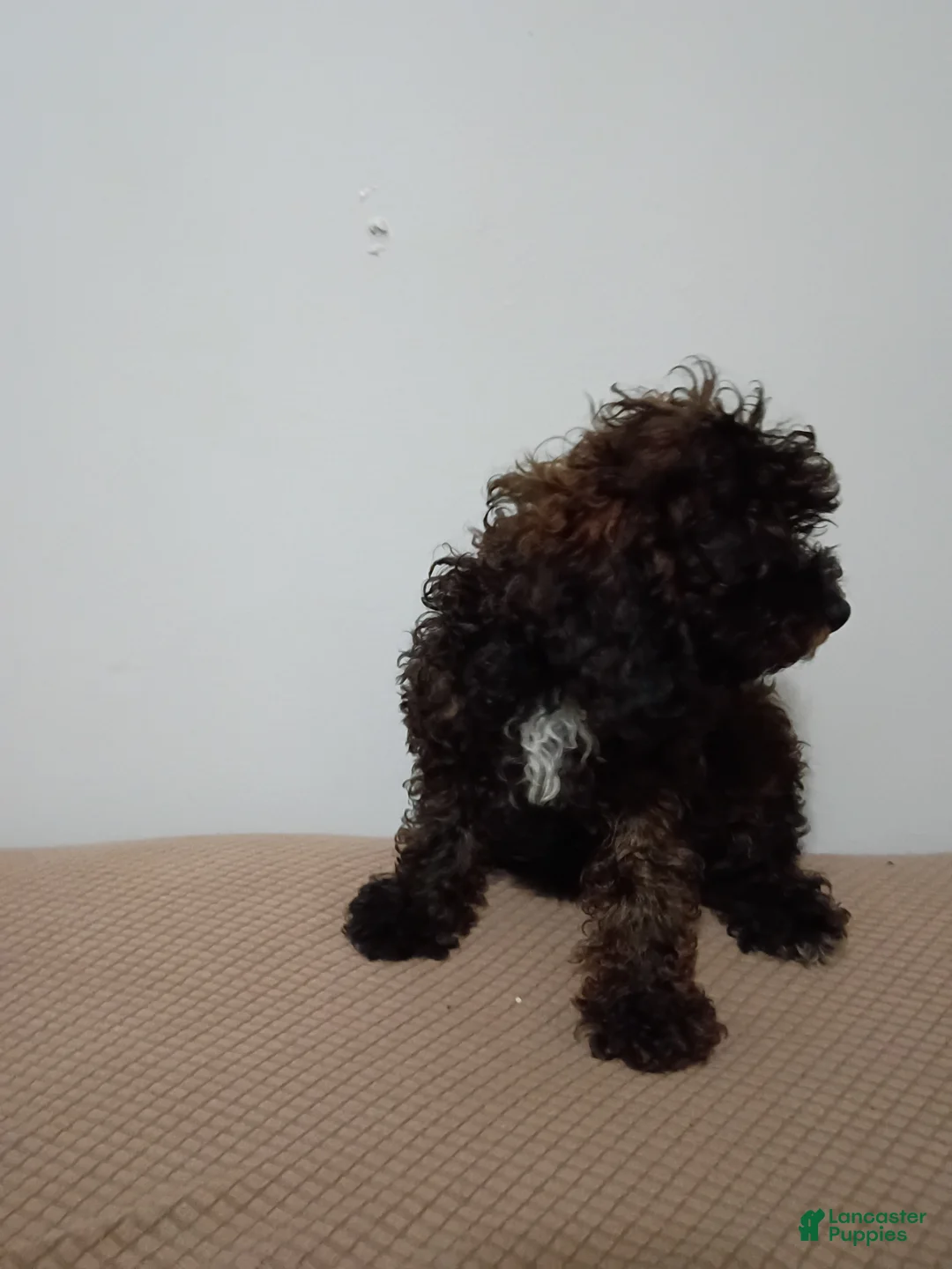 Miniature Poodle dogs for sale: Miniature Poodle 6 - Ad 2