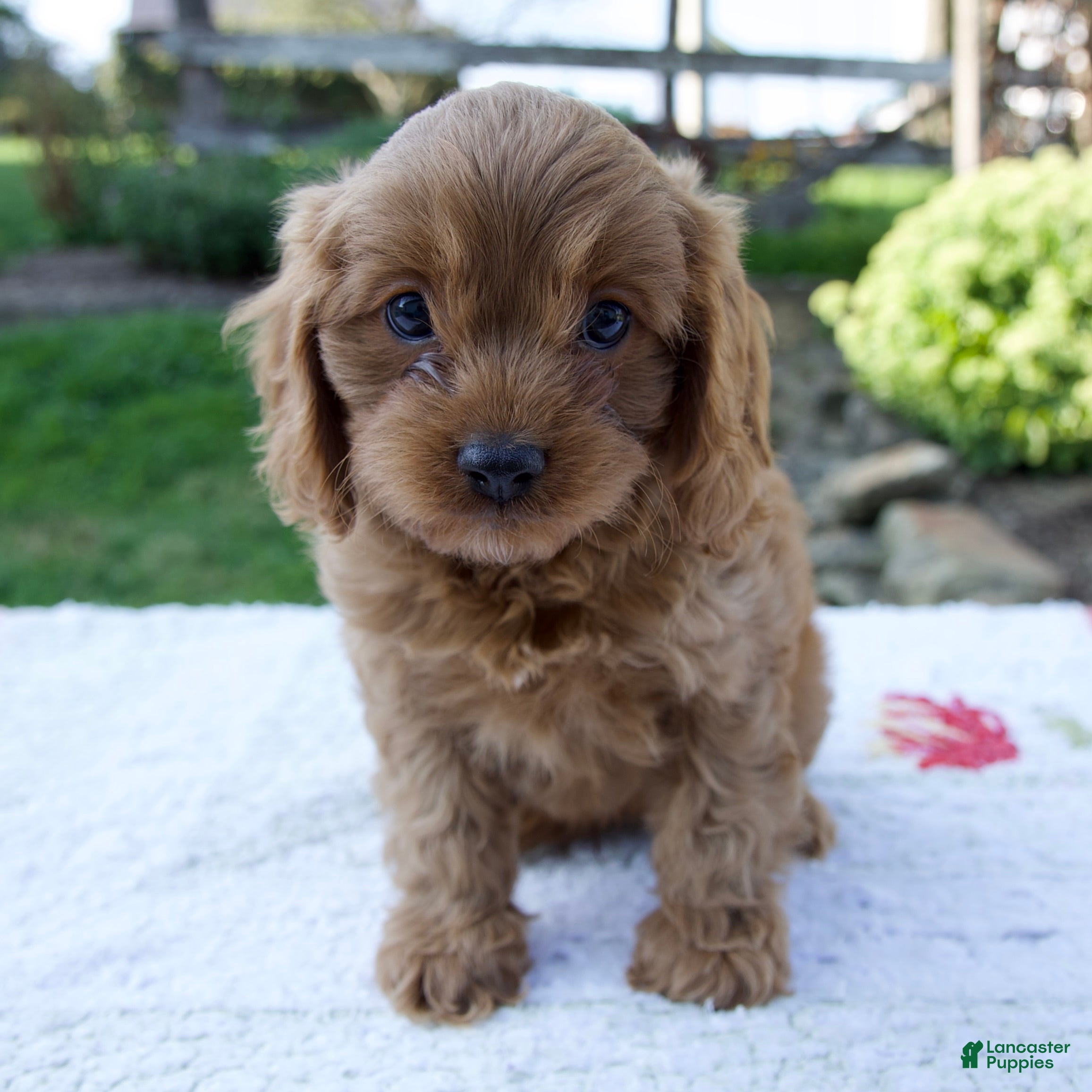 Cavapoo dogs Ezra - Ad 1