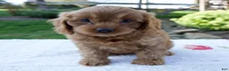 Cavapoo dogs for sale: Ezra - Ad 1
