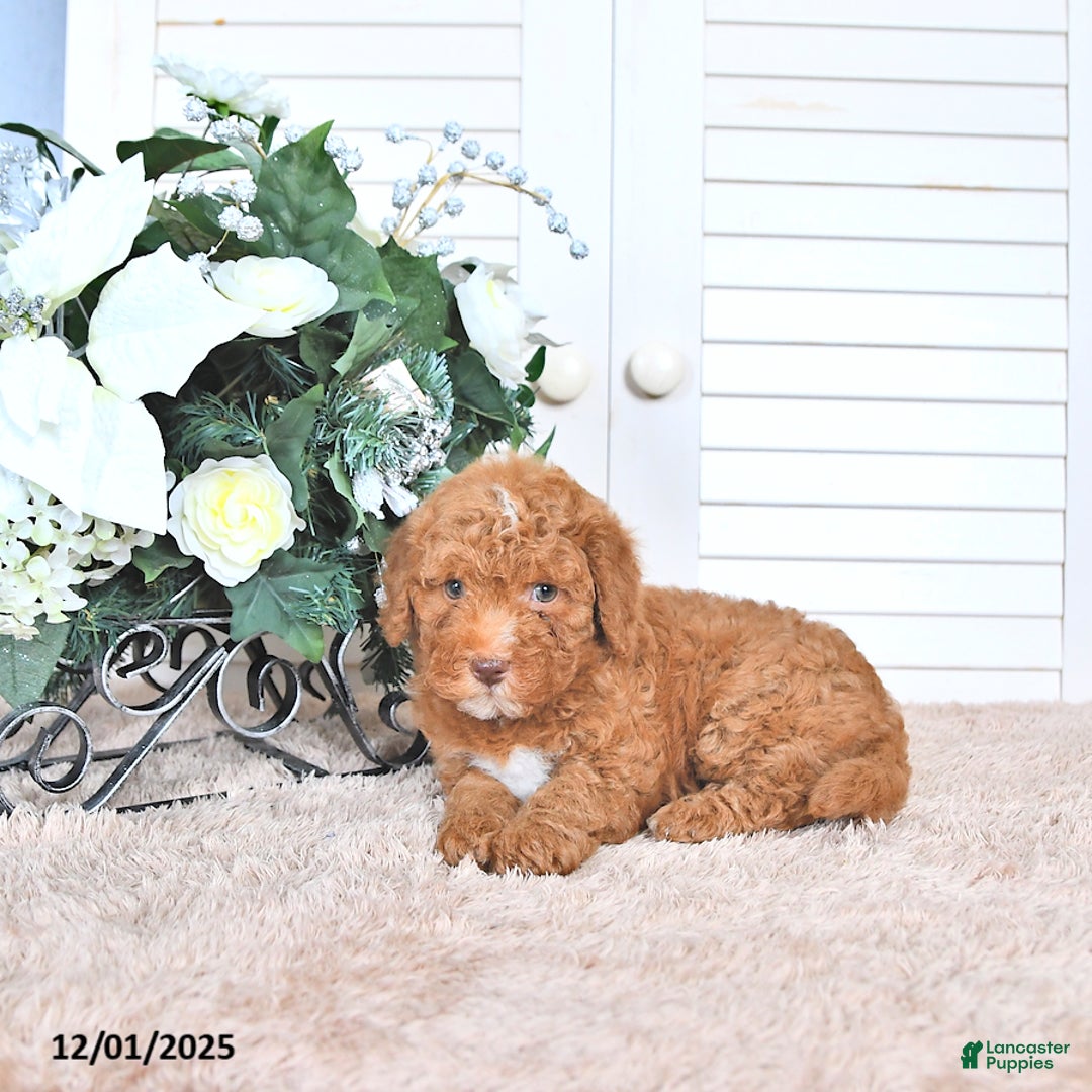 Mini Goldendoodle dogs for sale: Maribell - Ad 4