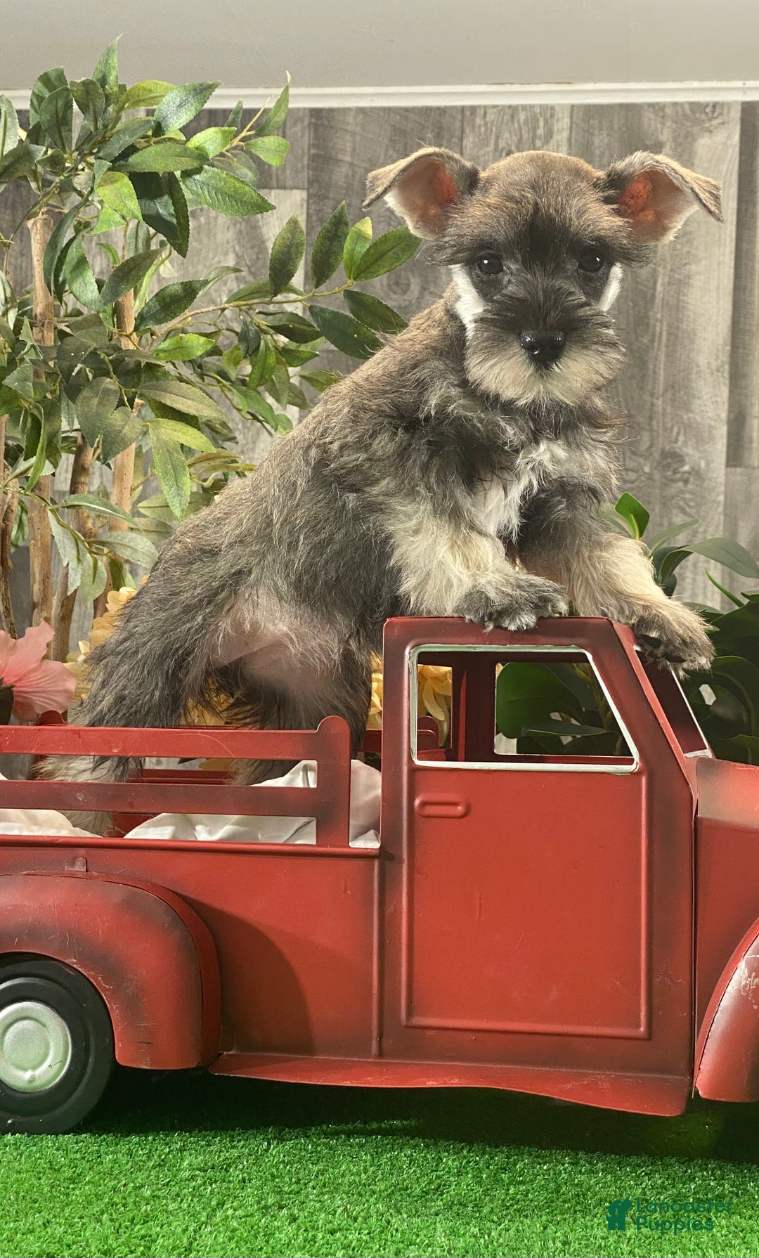 Miniature Schnauzer dogs for sale: Kira - Ad 3