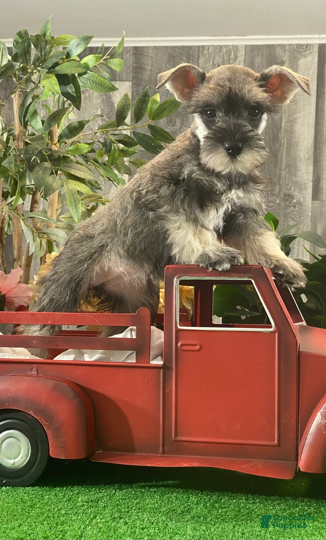 Miniature Schnauzer dogs for sale: Kira - Ad 3