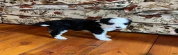 Mini Bernedoodle dogs for sale: Mini Bernedoodle Puppy 3 - Ad 3