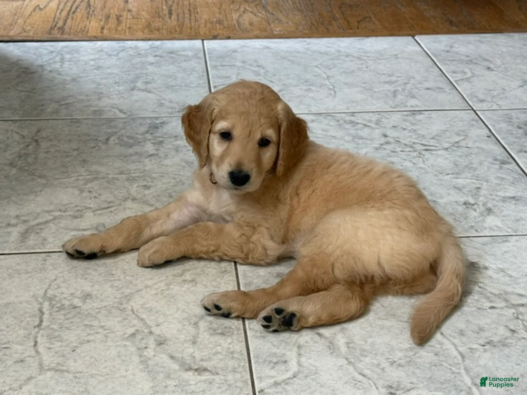 Goldendoodle dogs for sale: Sarah - Ad 1