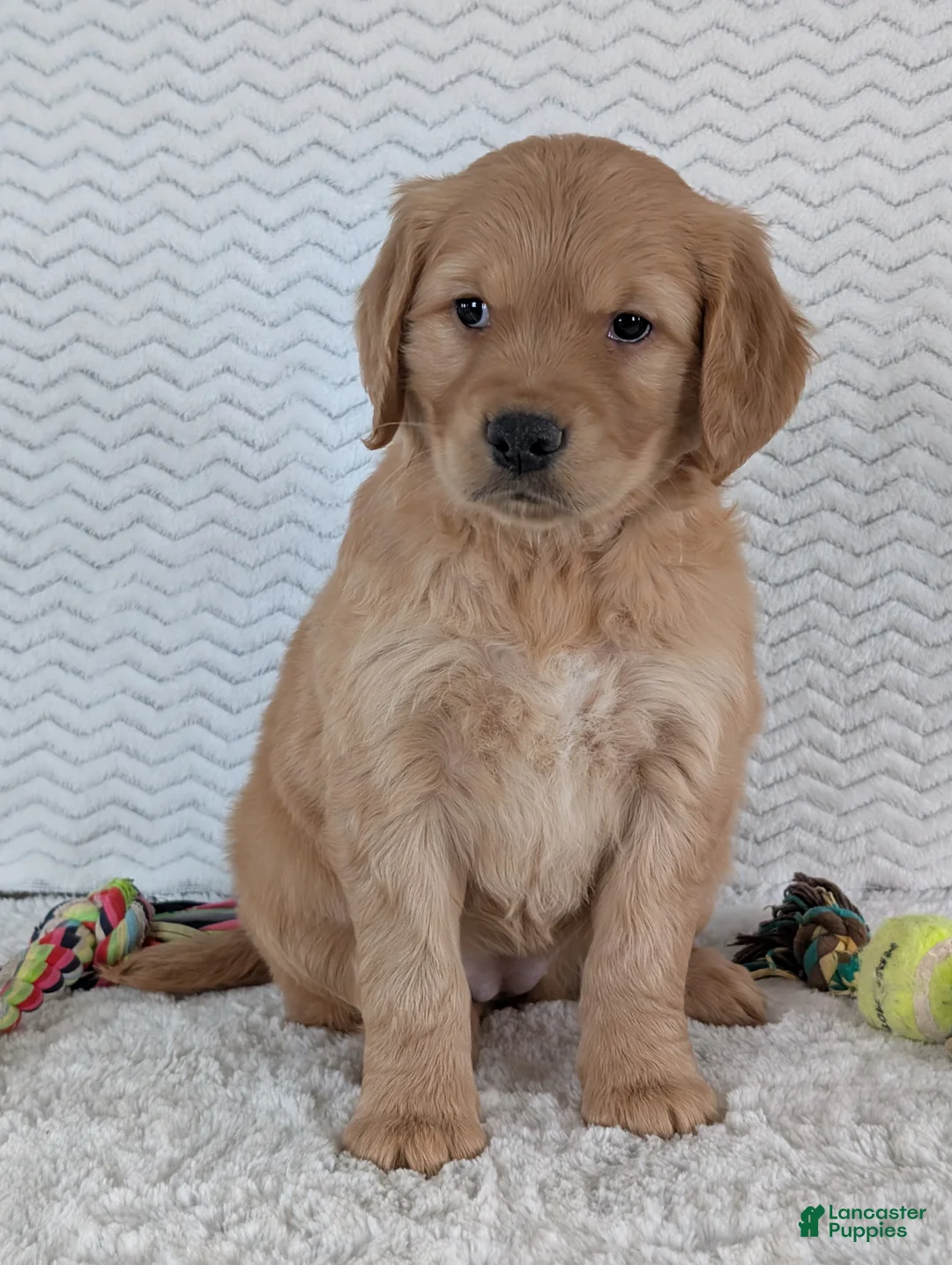 Golden Retriever dogs for sale: Miss Ruby  - Ad 7