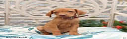 Vizsla dogs for sale: Robin - Ad 2