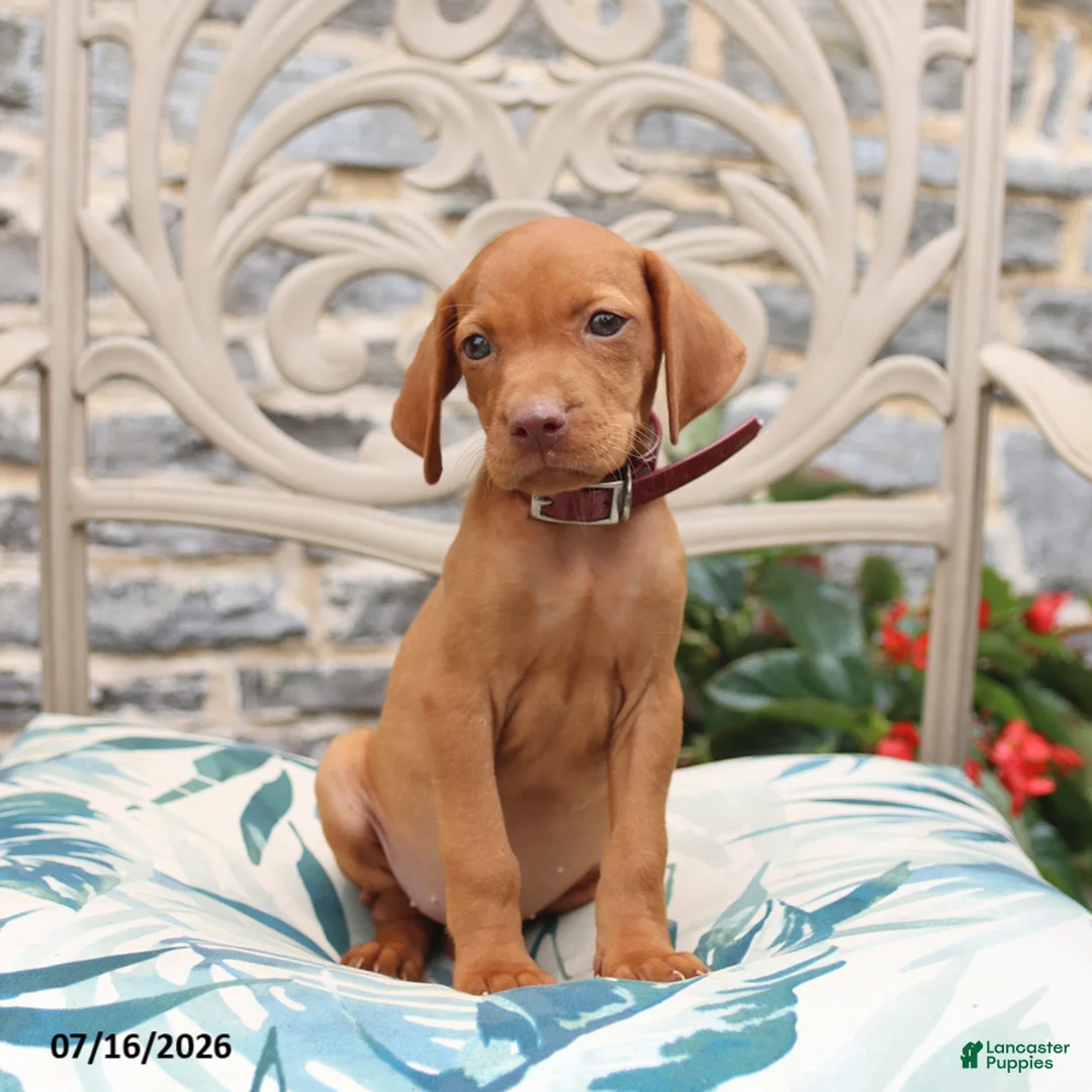 Vizsla dogs for sale: Robin - Ad 2
