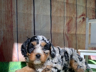 Mini Bernedoodle dogs - Ad 13