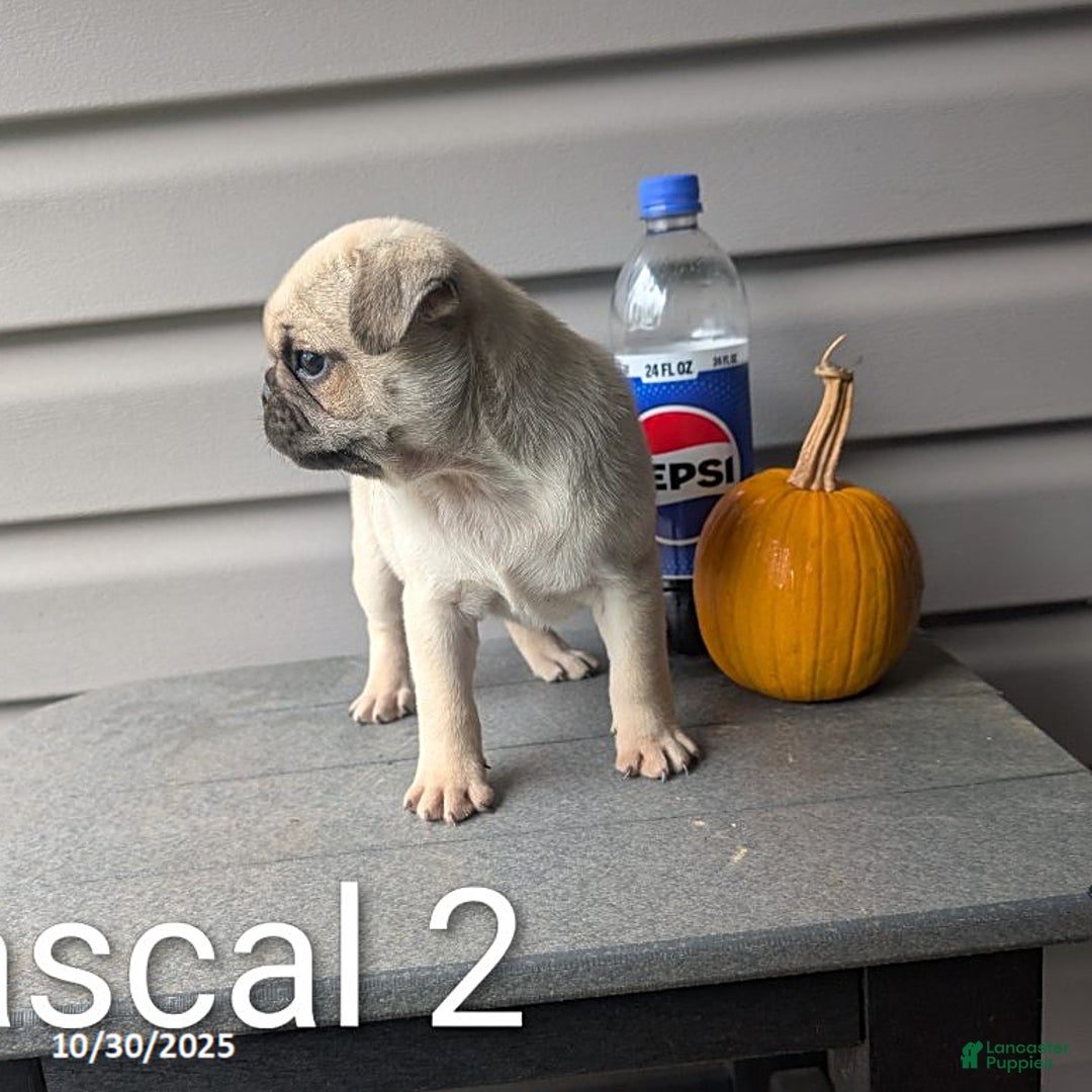 Pug dogs for sale: Rascal - Ad 9