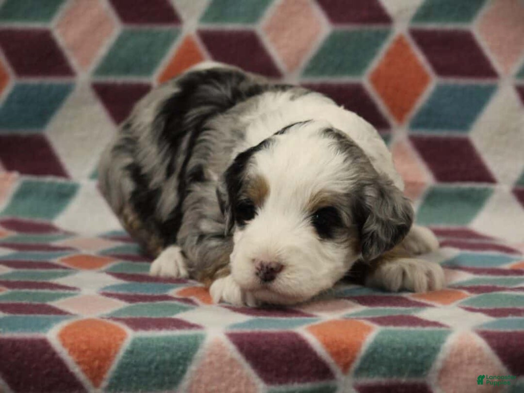 Mini Bernedoodle dogs for sale: Sandy - Ad 4