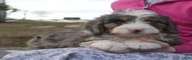 Mini Bernedoodle Dorcas