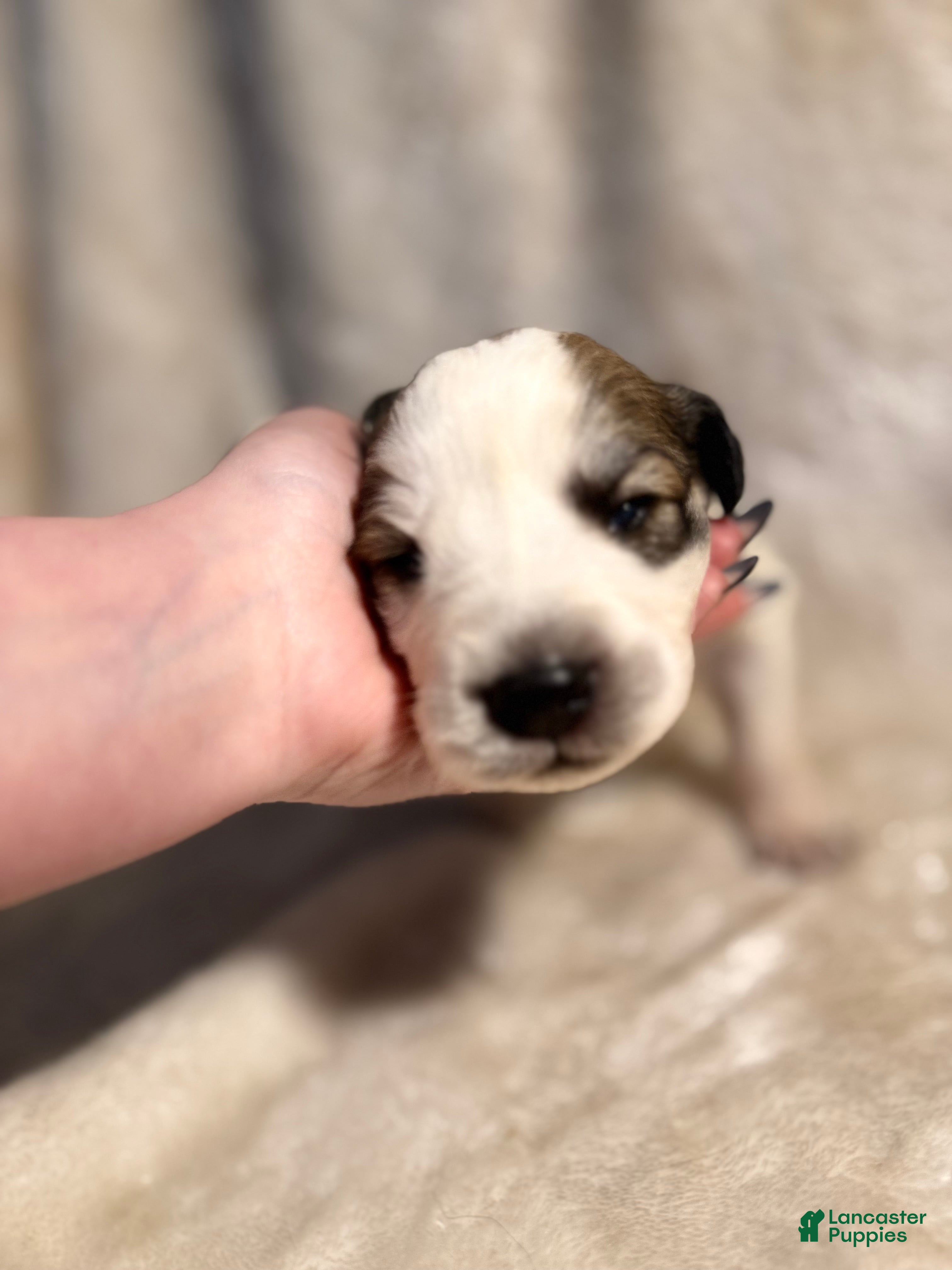 Mixed Breed dogs Nugget - Ad 8