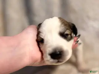 Mixed Breed dogs Nugget - Ad 6