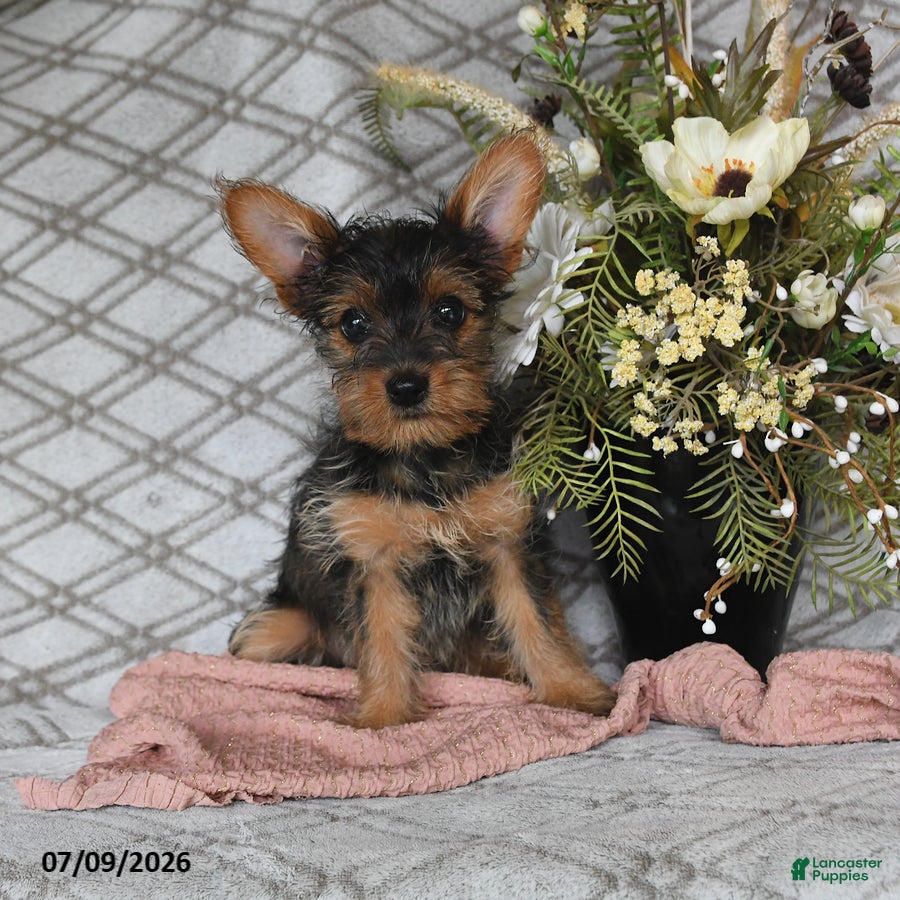 Yorkshire Terrier dogs Vekaya - Ad 1