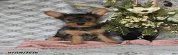 Yorkshire Terrier dogs for sale: Vekaya - Ad 1