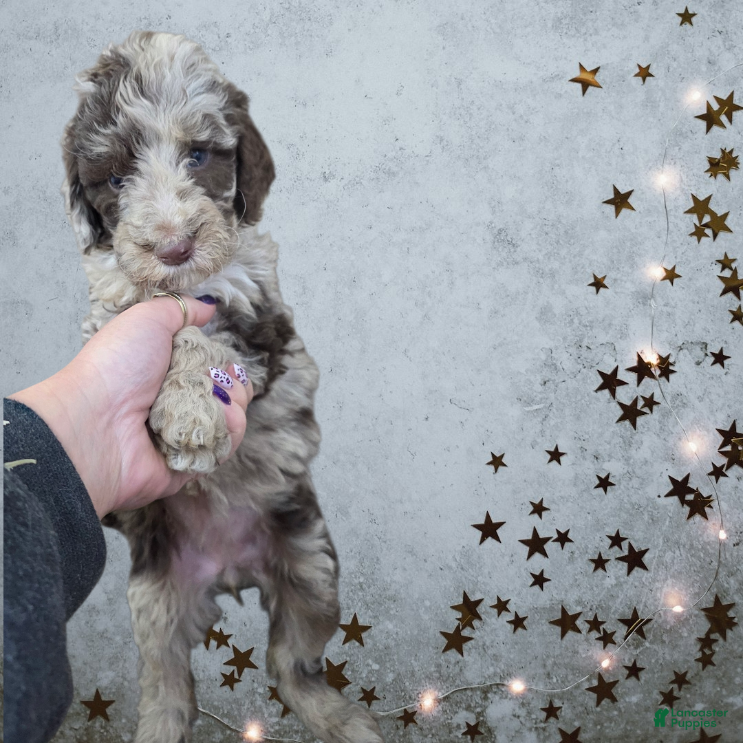 Standard Poodle dogs Standard Poodle Puppy 9 - Ad 17