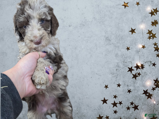 Standard Poodle dogs Standard Poodle Puppy 9 - Ad 3