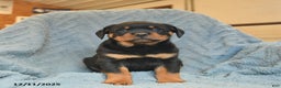 Rottweiler dogs for sale: Roy  - Ad 5
