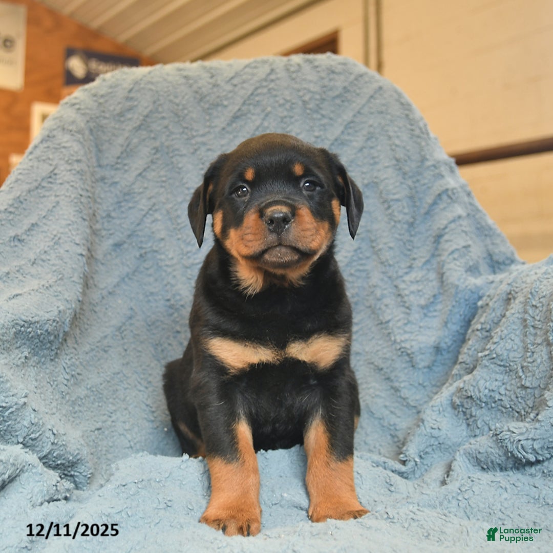 Rottweiler dogs for sale: Roy  - Ad 5