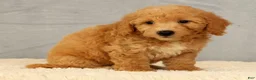 Bichpoo dogs for sale: Jasper - Ad 7