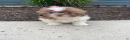 Shih Tzu dogs for sale: Hazel - Ad 12