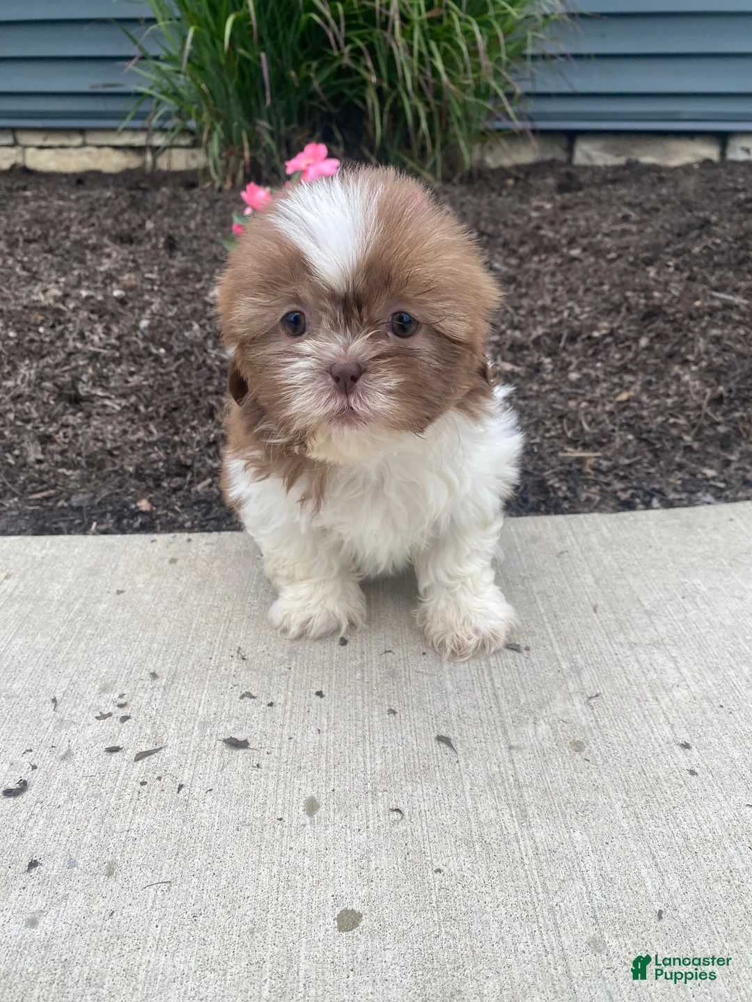 Shih Tzu dogs for sale: Hazel - Ad 12