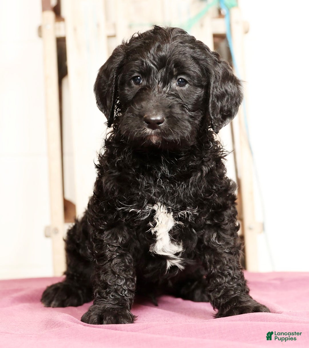 Labradoodle dogs for sale: Goliath - Ad 1