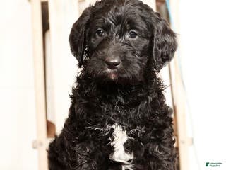 Labradoodle dogs Goliath - Ad 16